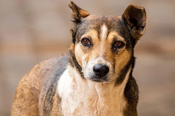 Dogs Minds Work Similar To Humans Can Link Words To Objects Says Study