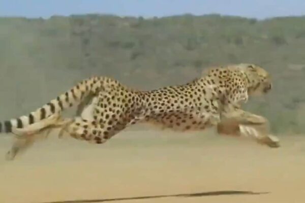 Why Cheetah run So Fast a New Study finds the answer