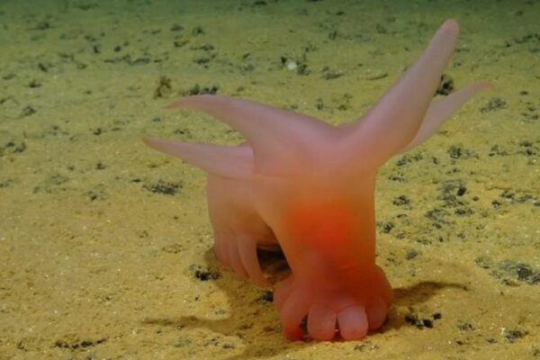 Bizarre New Species found in dark deep ocean 5500 meter below on sea surface
