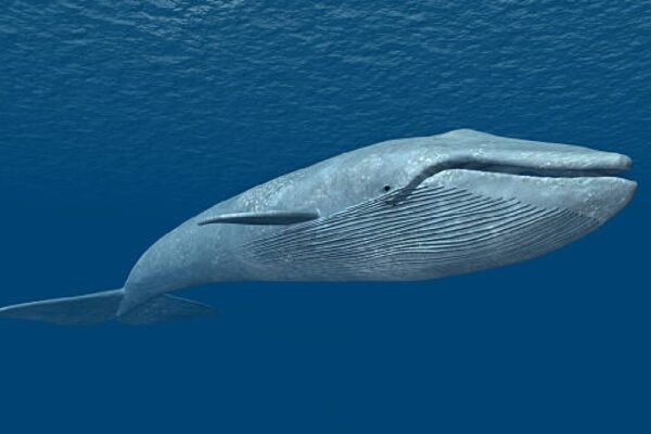 Scientists did 15 Years Of Research On Blue Whale Sound collect 3900 hours data reveals big thing