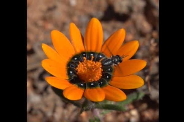 South African Flower Creates Fake 3D Flies To Attract Pollinators details
