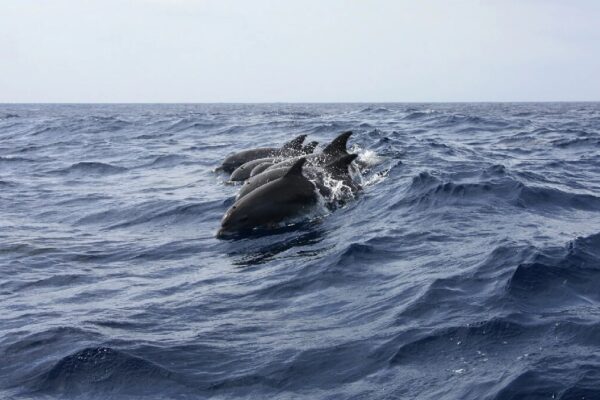 dolphin with thumb spotted in Greece scientists shocked