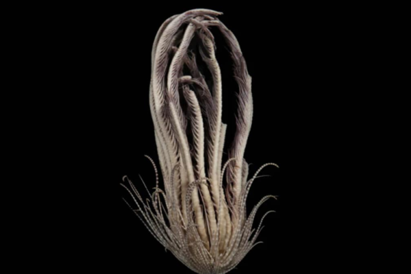 Sea Creature With 20 Arms Strawberry Like Body Discovered In Antarctic Ocean
