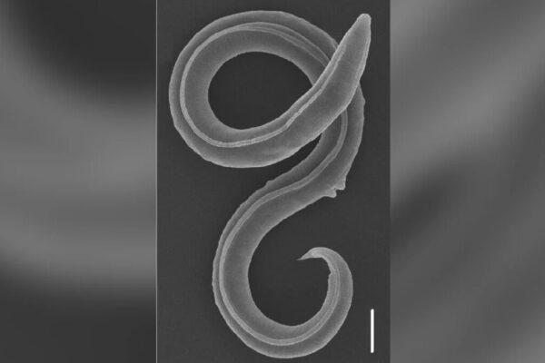 Scientists revived Worms buried in snow for 46000 years full story