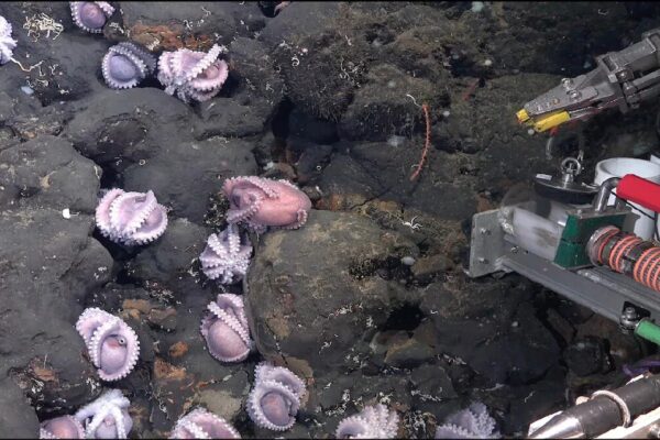 Scientists Discover Never Before Seen 4 New Species of Deep Sea Octopus Near Costa Rica