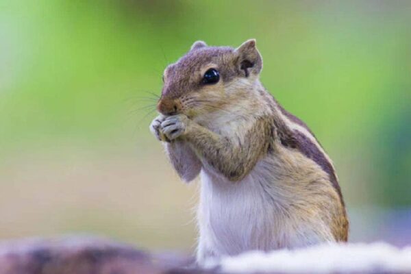 Some Squirrels Are Ruthless Predators That Devour Meat, Study Says